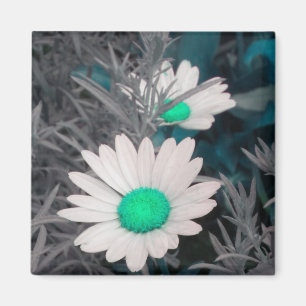 Íman Daisy Branco (w Verde)