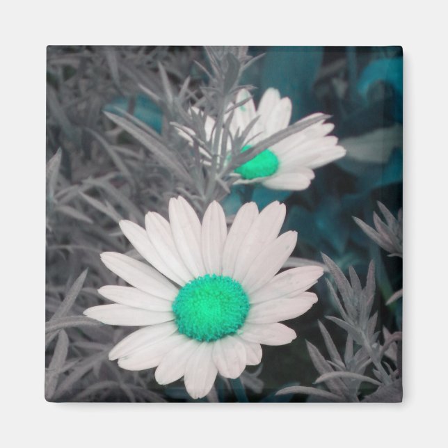 Íman Daisy Branco (w Verde) (Frente)