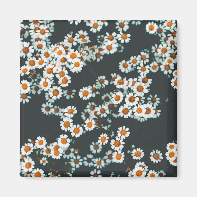 Íman Daisy Daisies Floral (Frente)