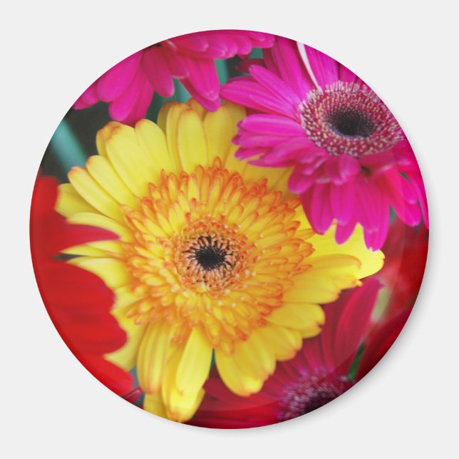 Íman Daisy Daisy ~ Magnet (Frente)