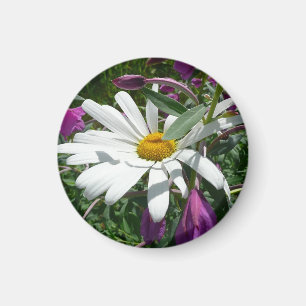 Íman Daisy e Fireweed