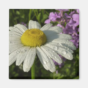 Íman Daisy e Summer Lilac