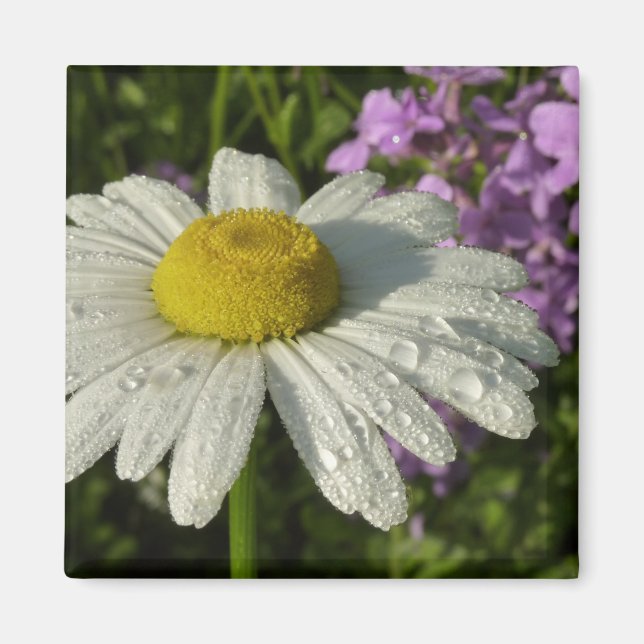 Íman Daisy e Summer Lilac Wildflower (Frente)