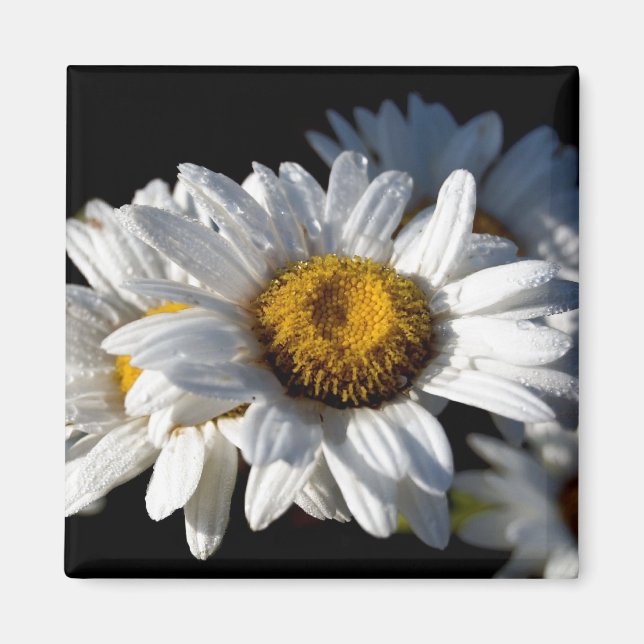 Íman Daisy em cascata (Frente)