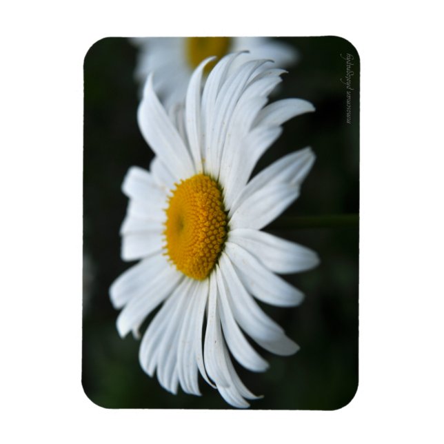 Íman Daisy - Enfrentar (Vertical)