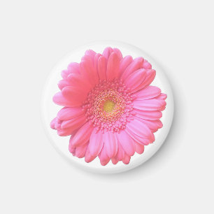 Íman Daisy gerbera rosa