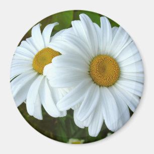 Íman Daisy Imã de geladeira Cheerful Flower Daisy Gift