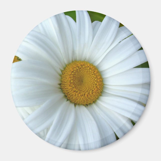 Íman Daisy Imã de geladeira Cheerful Flower Daisy Gifts (Frente)