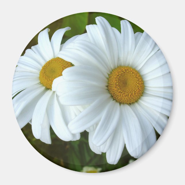 Íman Daisy Imã de geladeira Cheerful Flower Daisy Gifts (Frente)