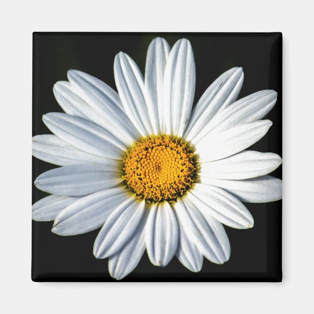 Íman Daisy Mae Magnet (Frente)