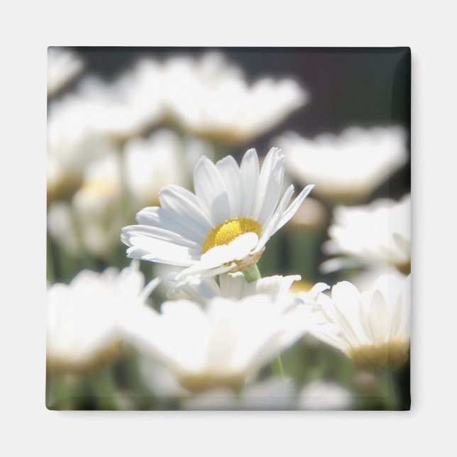 Íman Daisy Magnet (Frente)