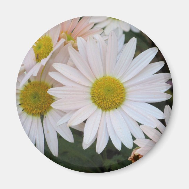 Íman Daisy Magnet (Frente)