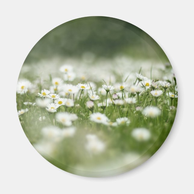 Íman Daisy Meadow (Frente)