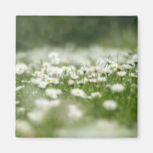 Íman Daisy Meadow