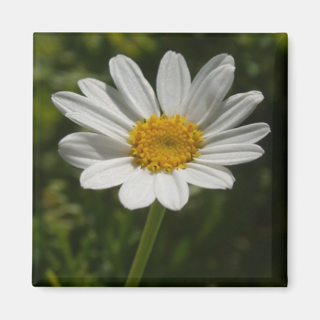 Íman Daisy Photo Magnet (Frente)