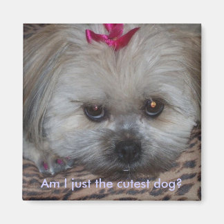 Íman Daisy Pic, sou apenas o cão mais bonito?