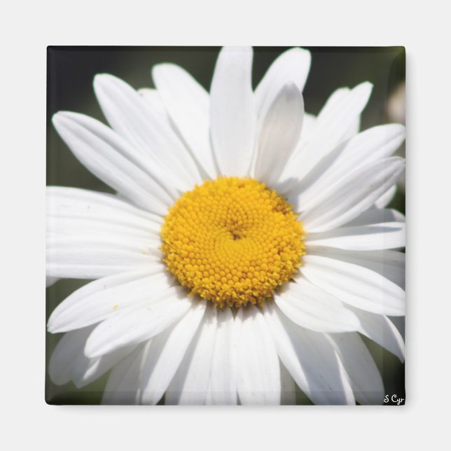 Íman Daisy Querido (Frente)