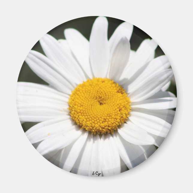 Íman Daisy Querido (Frente)