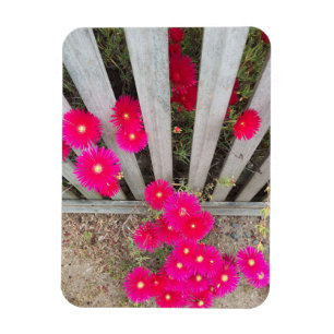 Íman Daisys rosa-alto-magneto