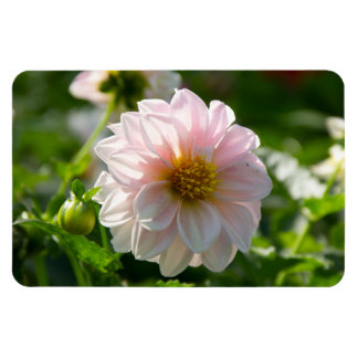 Íman Dália branca na foto do jardim