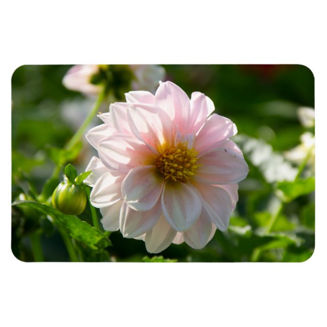 Íman Dália branca na foto do jardim (Horizontal)