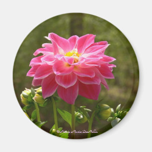 Íman Dália-Ímã cor-de-rosa