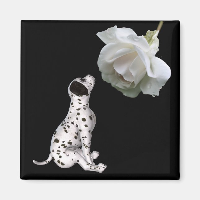 Íman Dalmaciana Puppy E White Rose Magnet (Frente)