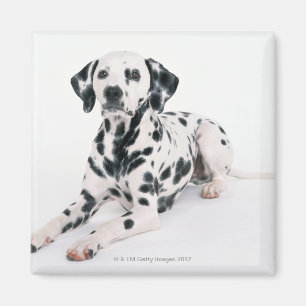 Íman Dalmatian 4