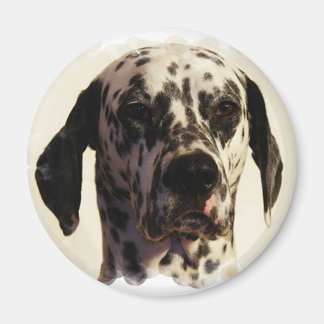 Íman Dalmation Dog Magnet (Frente)