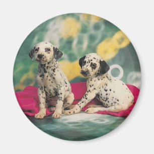 Íman Dalmation Puppies