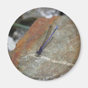 Íman Damselfly Nature Fotografia Magnet
