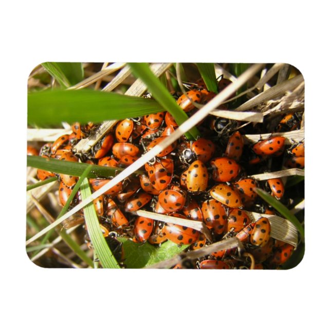 Íman Damybugs (Coccinellidae) (Horizontal)