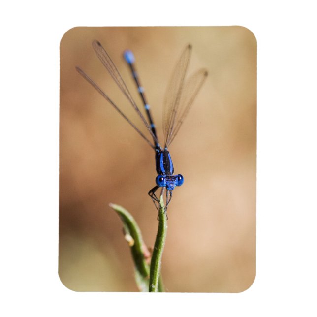 Íman Dança da maldita mosca (Vertical)