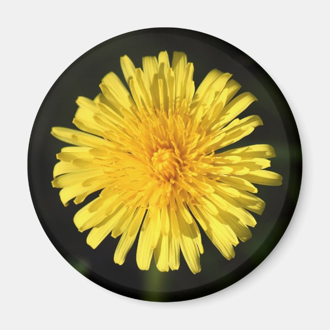 Íman Dandelion (Frente)
