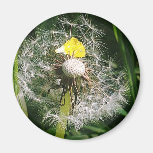 Íman Dandelion