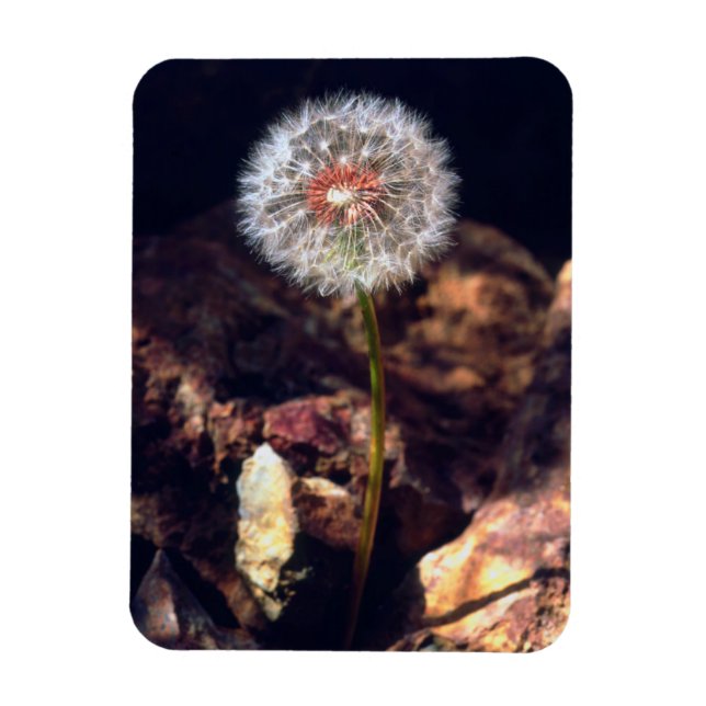 Íman Dandelion (Vertical)
