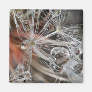 Íman Dandelion Abstrato