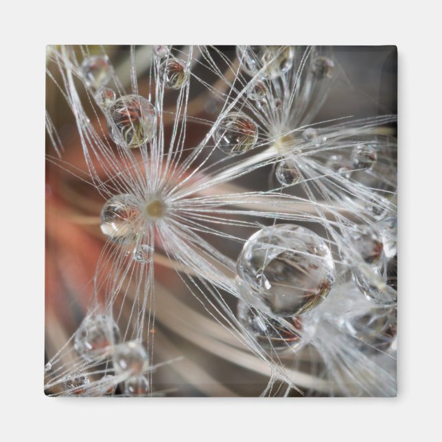 Íman Dandelion Abstrato (Frente)