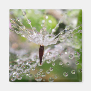 Íman Dandelion Abstrato Delicado