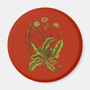 Íman Dandelion Botanical Illustration