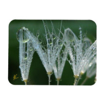 Dandelion com Orvalho Meditação da Natureza Pacífi