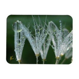 Íman Dandelion com Orvalho Meditação da Natureza Pacífi
