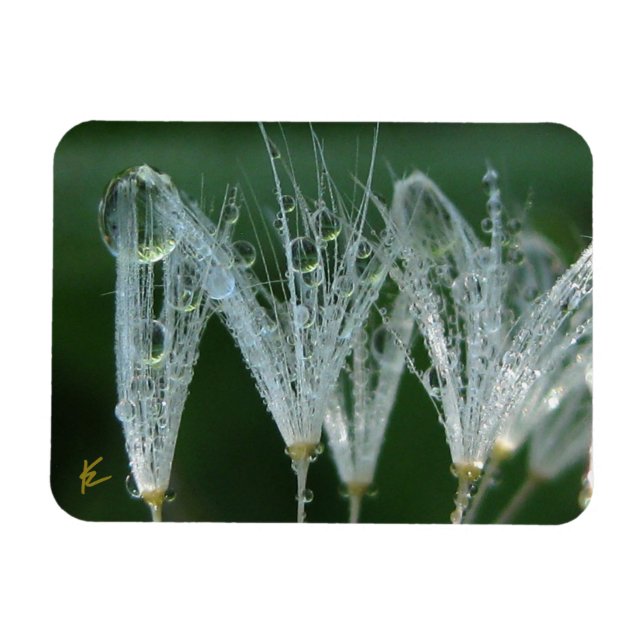 Íman Dandelion com Orvalho Meditação da Natureza Pacífi (Horizontal)