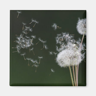 Íman Dandelion Fluff