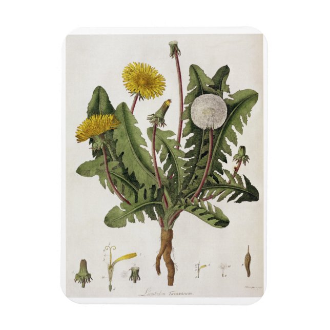 Íman Dandelion (gravura a cores) (Vertical)