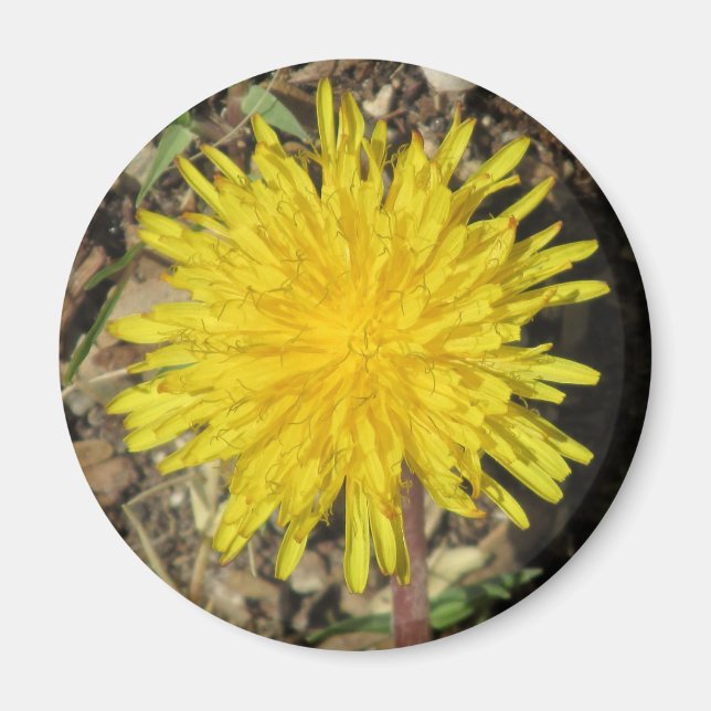 Íman Dandelion Magnet (Frente)