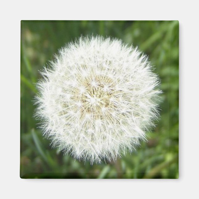 Íman Dandelion seco em floco de neve (Frente)
