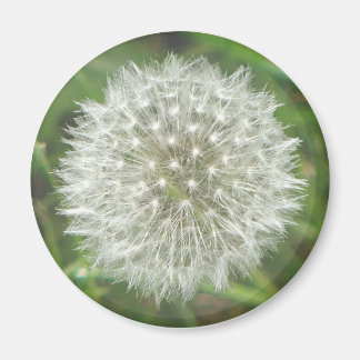 Íman Dandelion Seedhead