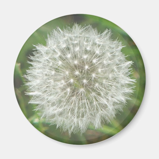 Íman Dandelion Seedhead (Frente)