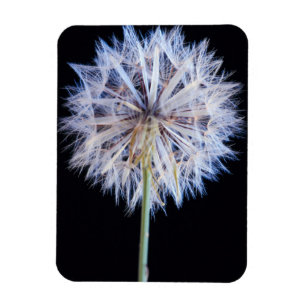 Íman Dandelion (Taraxacum Officinale) Semente